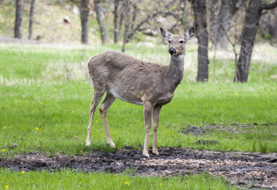 White-tailed Deer