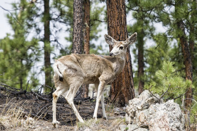 White-tailed Deer