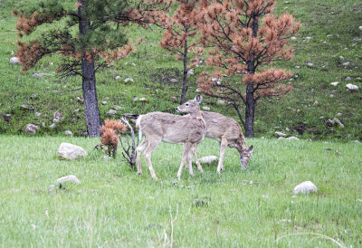 White-tailed Deer