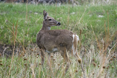 White-tailed Deer