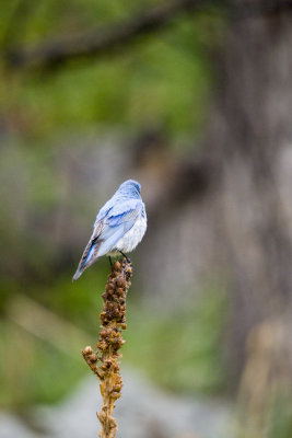 Western Blue Bird