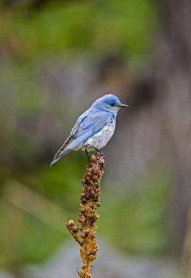 Western Blue Bird