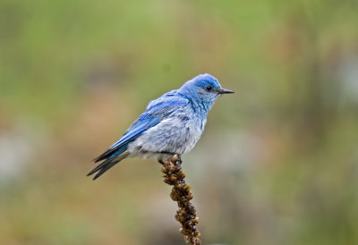 Western Blue Bird