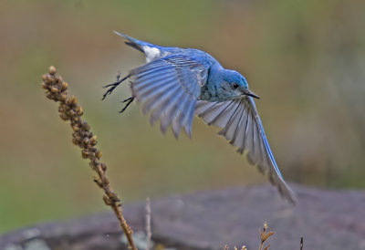 Western Blue Bird