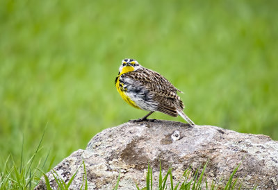 Western Meadowlark