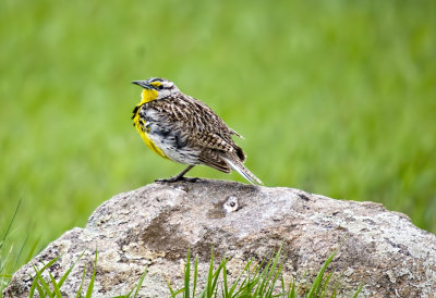 Western Meadowlark
