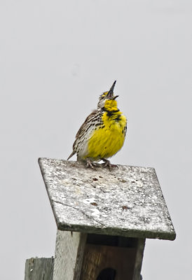 Western Meadowlark
