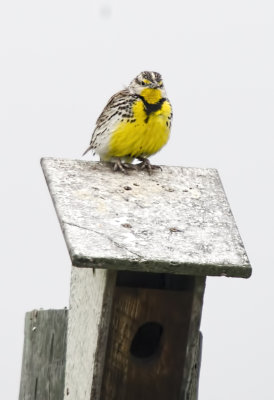 Western Meadowlark