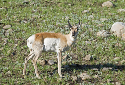 Pronghorn