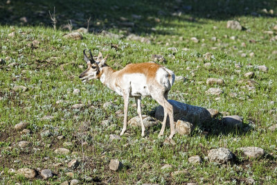 Pronghorn