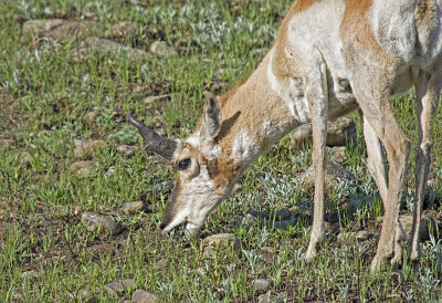 Pronghorn