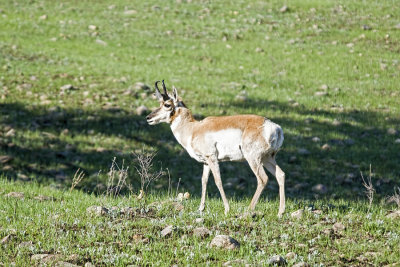 Pronghorn