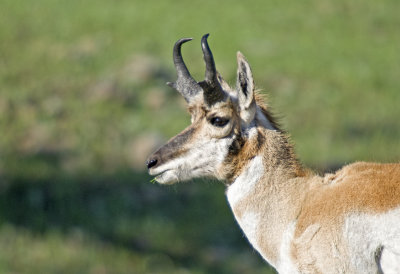 Pronghorn