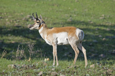 Pronghorn