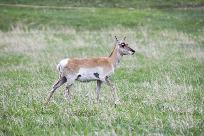 Pronghorn