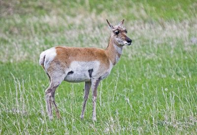 Pronghorn
