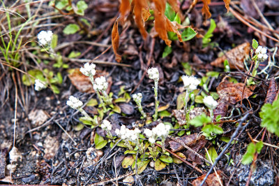 Pussytoes (Antennaria sp.)