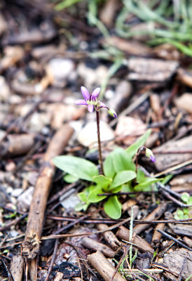 Darkthroat Shootingstar (Dodecath sp.)