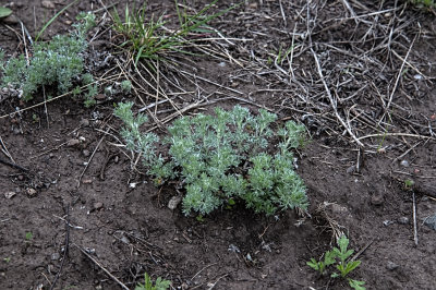 Desert Biscuitroot (Lomatium sp.)