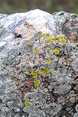 Lichen on Quartz
