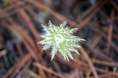 Pasquflower (Anemone sp.)