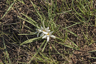 Starlily (Leucocrinum sp.)
