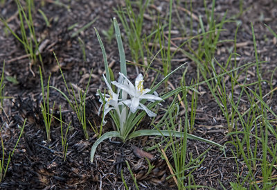 Starlily (Leucocrinum sp.)