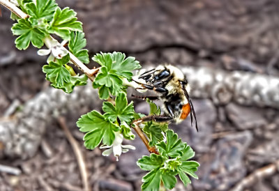 Tricolored Bumble Bee on Ninebark