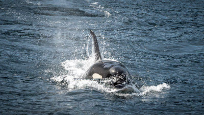 Johnstone Strait