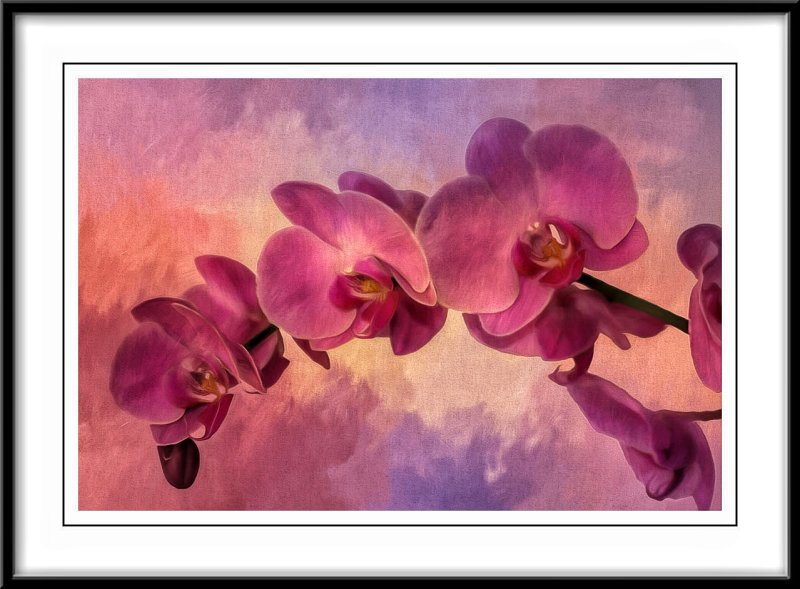 Pink Orchids....