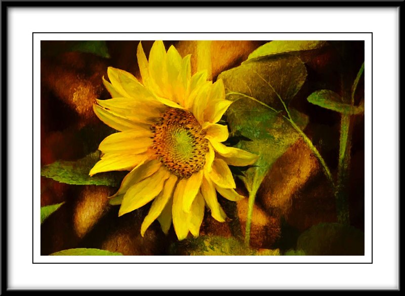 Sunflower...