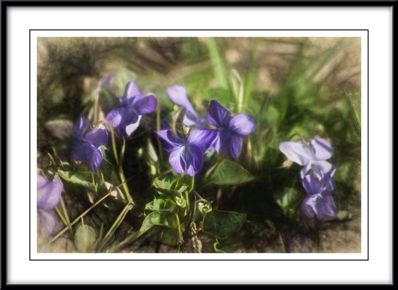 Wild Violets...