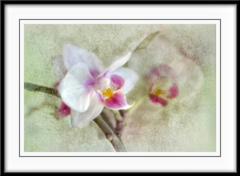 Orchids....