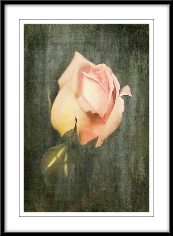 Peach rose...