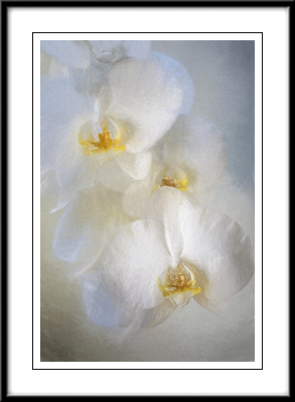 Orchids in white...