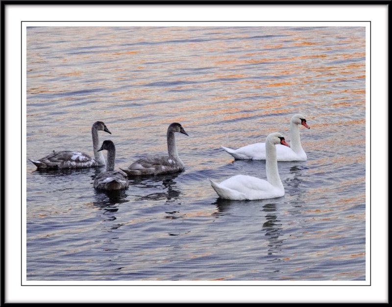 A visiting swan family....