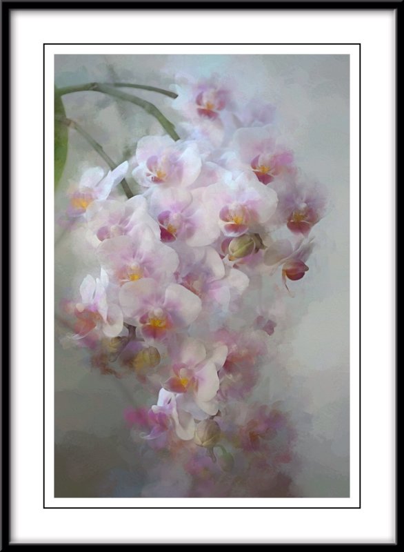 Mini orchids...