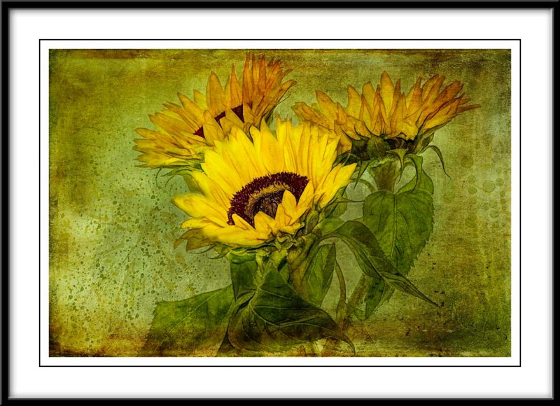 sunflowers....