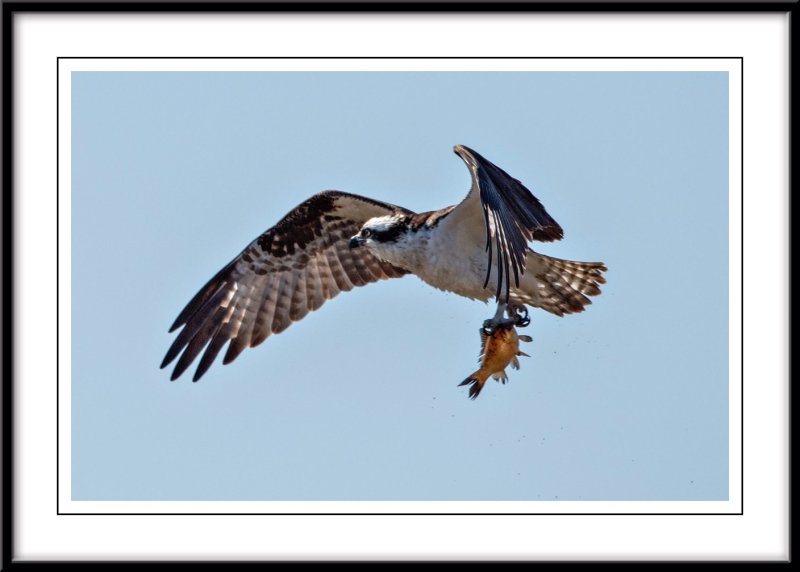 Helens Osprey...