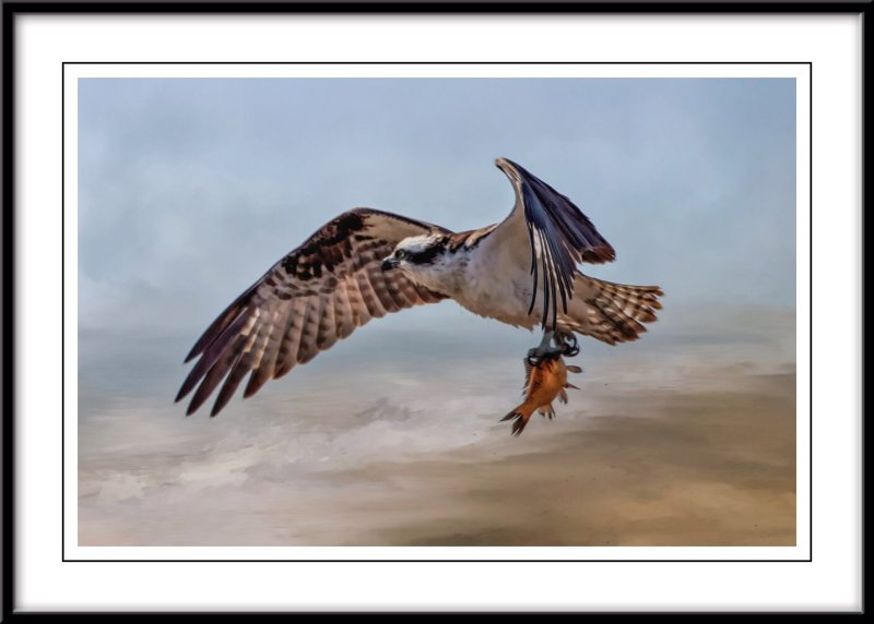 Osprey 1