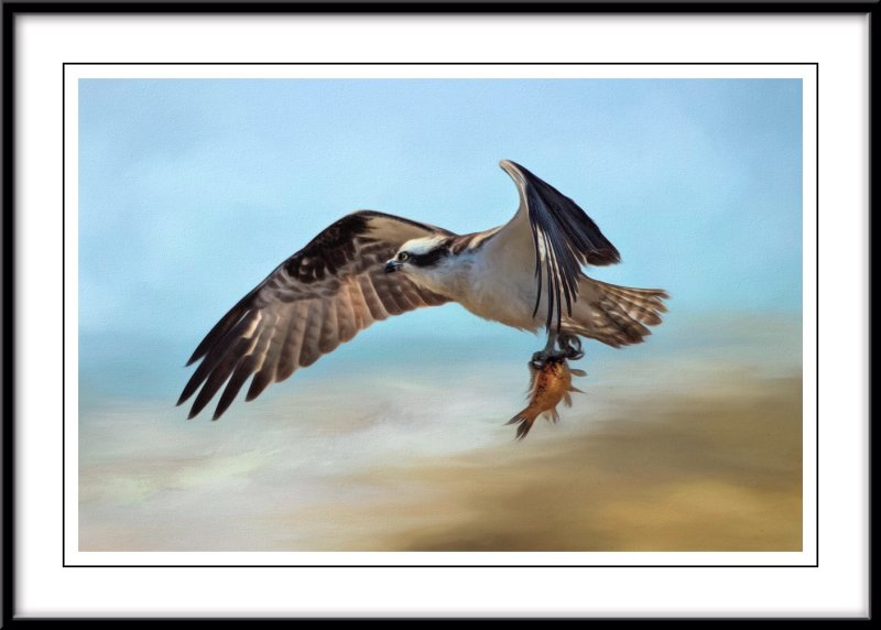 Osprey 2