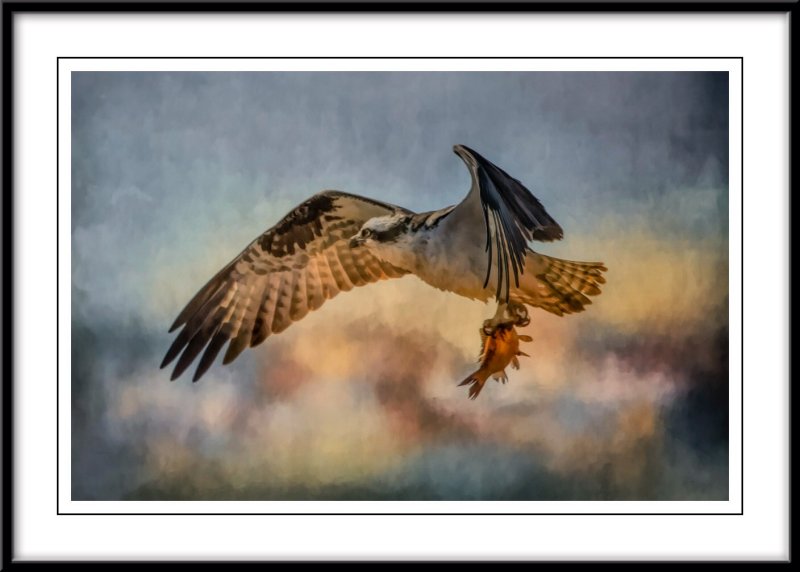 osprey 9