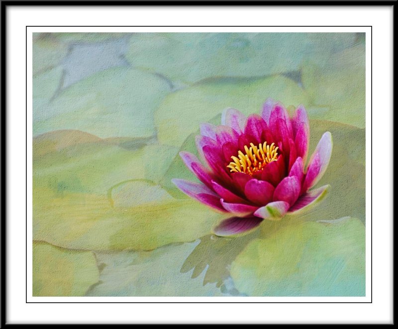 Walters water lily revisited....