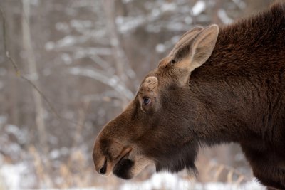 Juvenile Bull Moose.