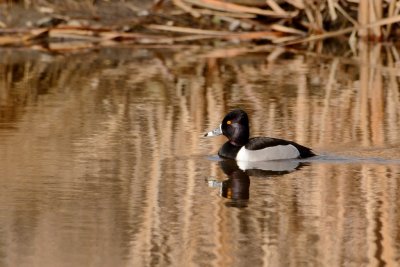 Ring-necked Duck.