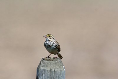Savannah Sparrow.
