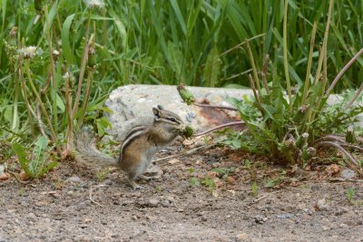 Least Chipmunk.