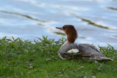 Common Merganser.