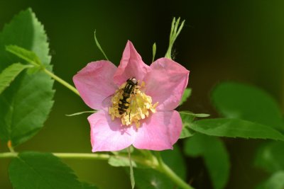 Hover Fly on Wild Rose.