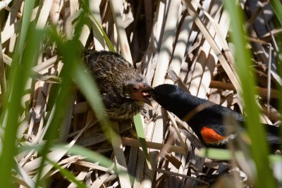 Red-winged Blackbird & fledgling.